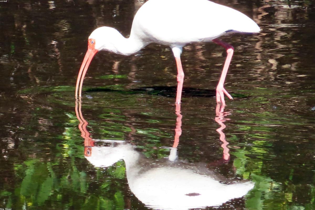 White-faced ibis in flooded field