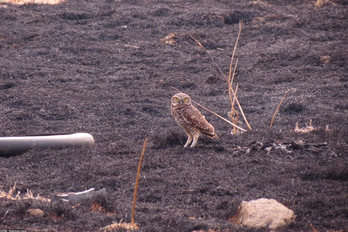 Burrowing owl at burrow on dirt road