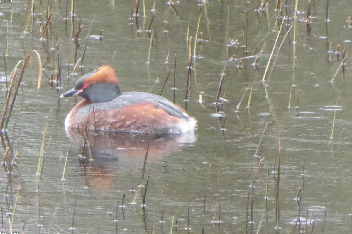 Clark's grebe on water