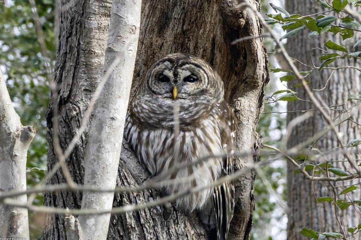 Hawk owl turning head