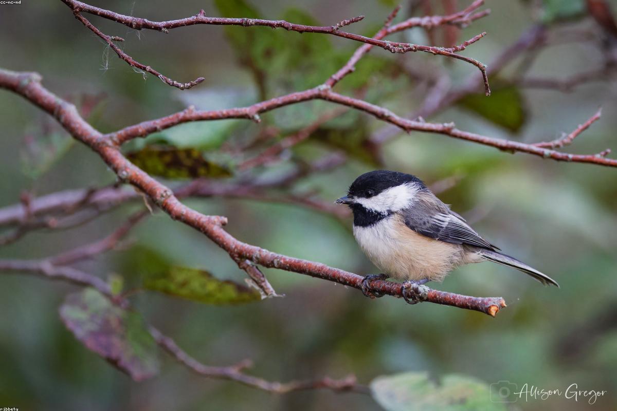 Boreal chickadee on a suet feeder