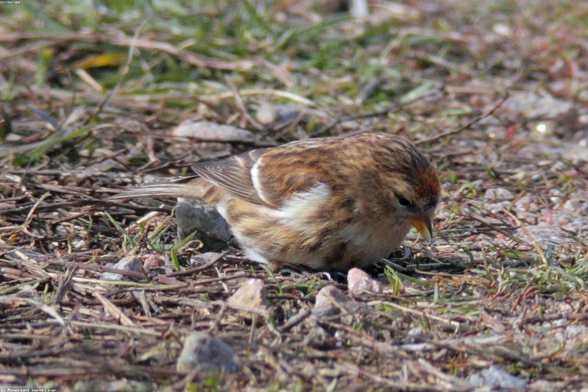 Redpoll at thistle feeder
