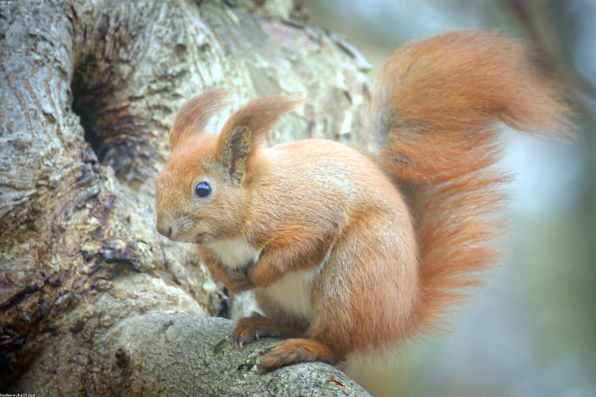 Red squirrel on a feeder