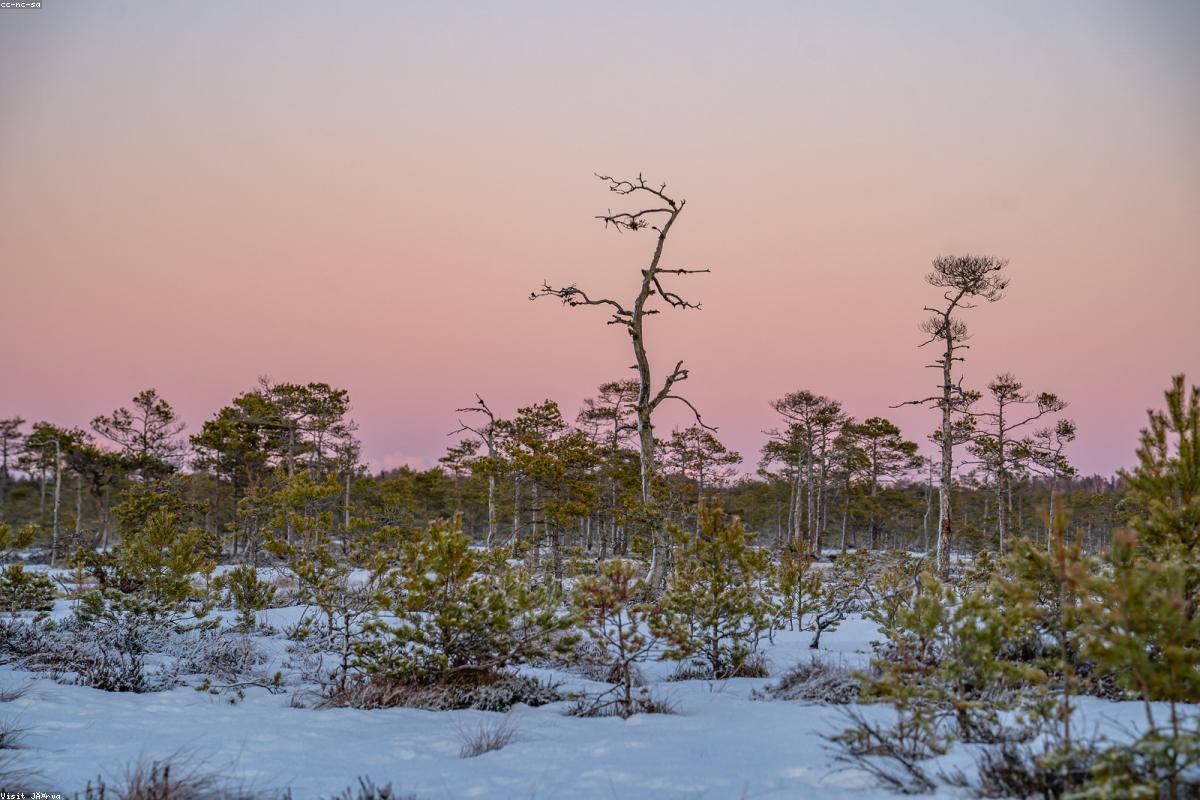 Wide view of frozen bog with black spruce