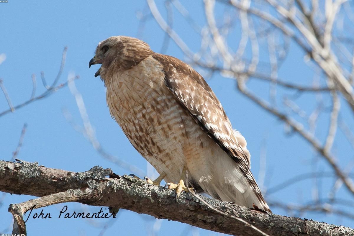 Rough-legged hawk hovering