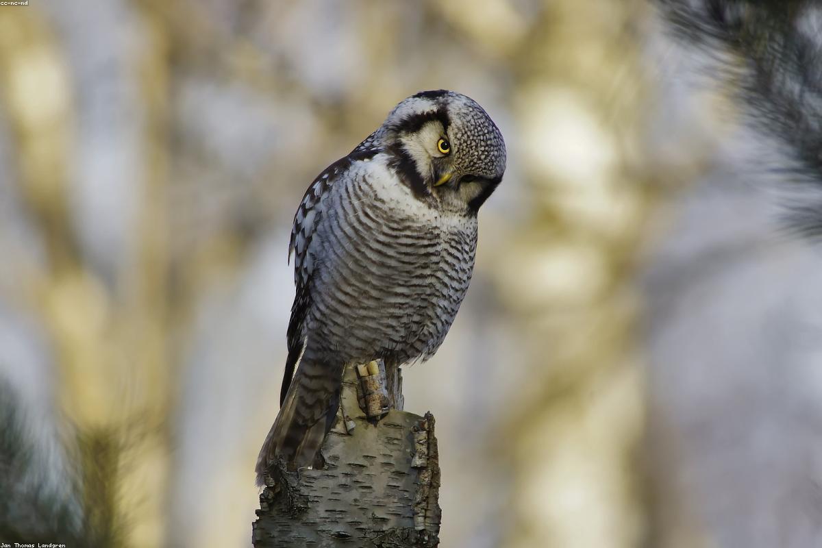 Northern Hawk Owl on dead spruce