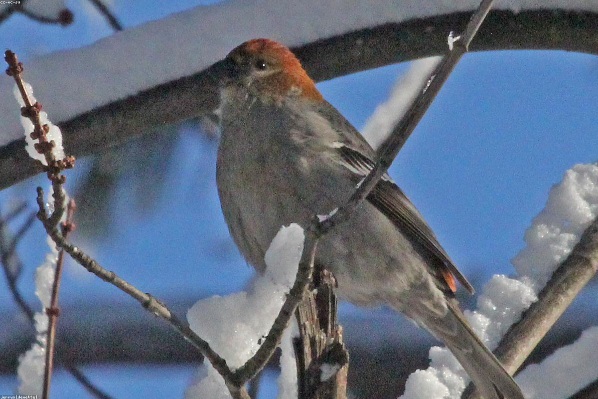 Pine Grosbeak male on branch