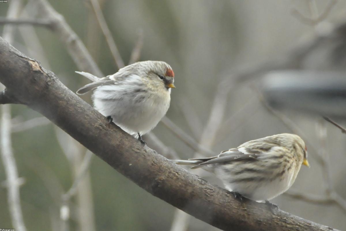 Common Redpolls on seed feeder