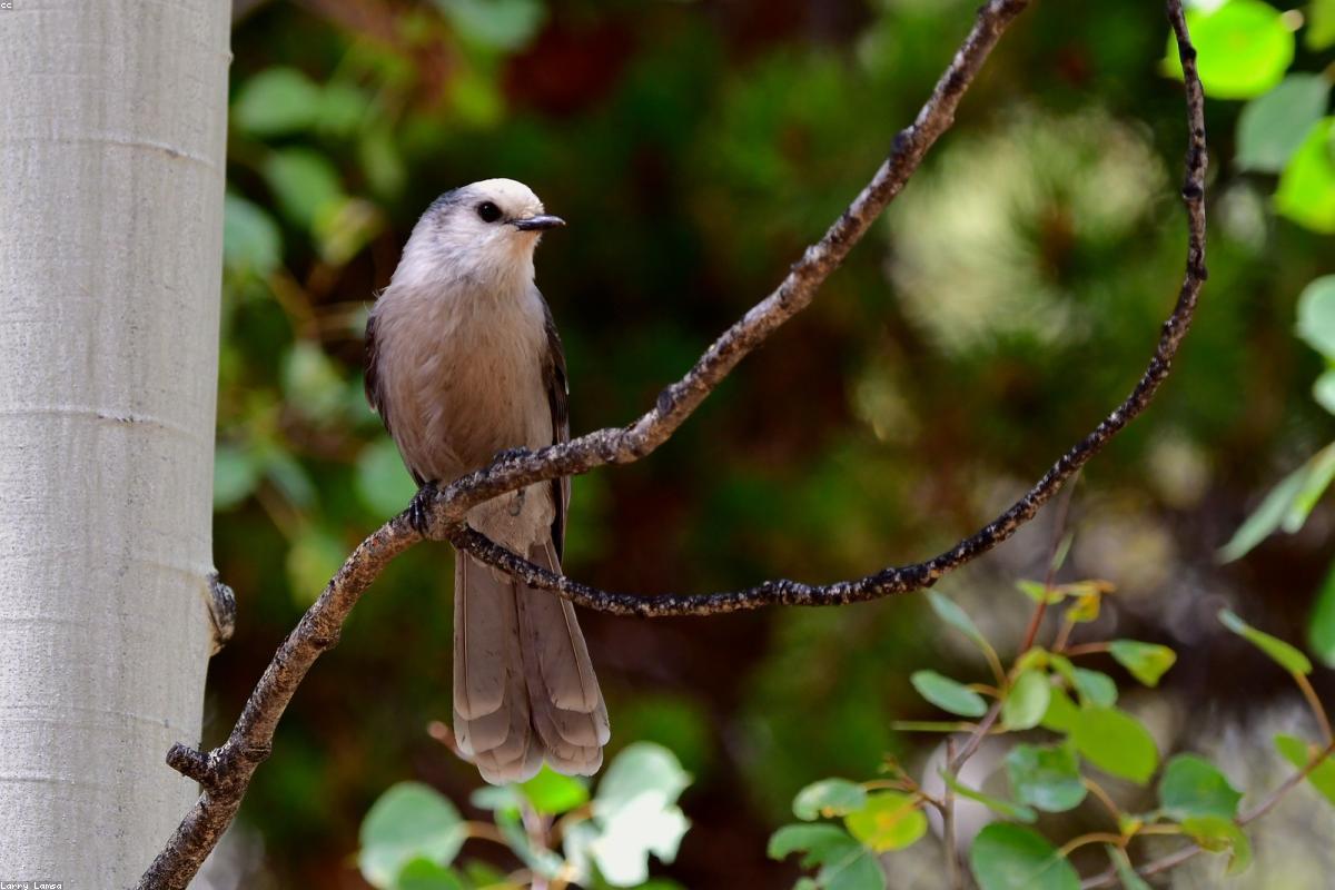 Canada Jay on suet