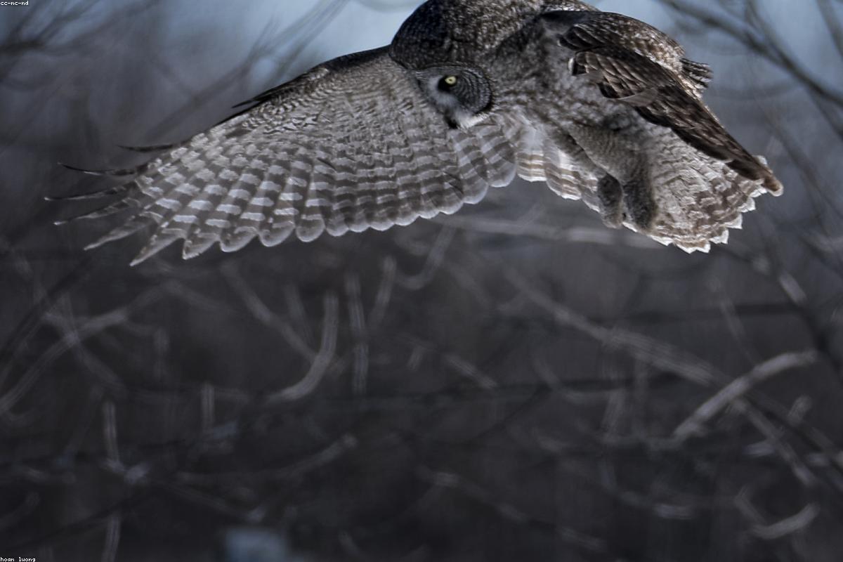 Great Gray Owl diving into snow