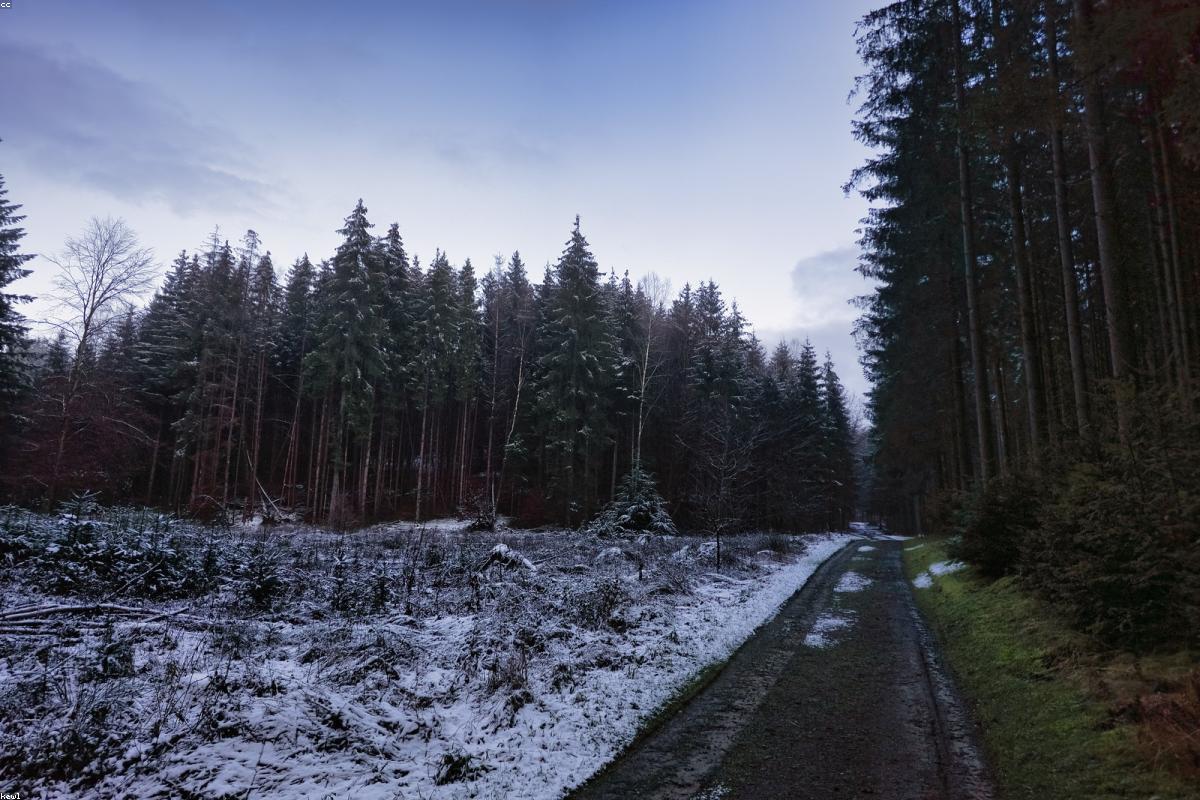 Frozen spruce in low morning sun