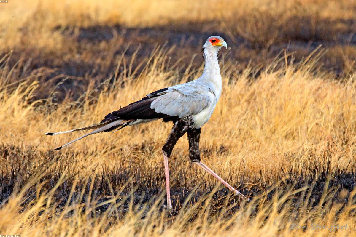 Serengeti migration at the river