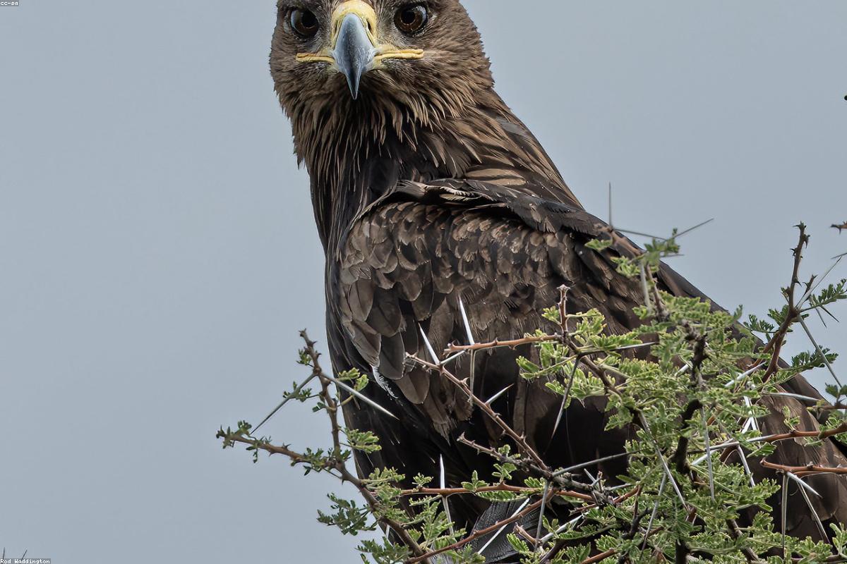 Martial eagle on dead acacia