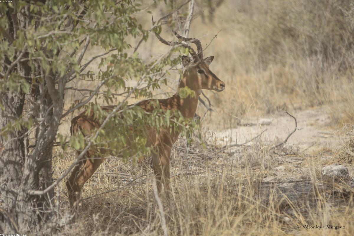 Wildebeest herd in grass