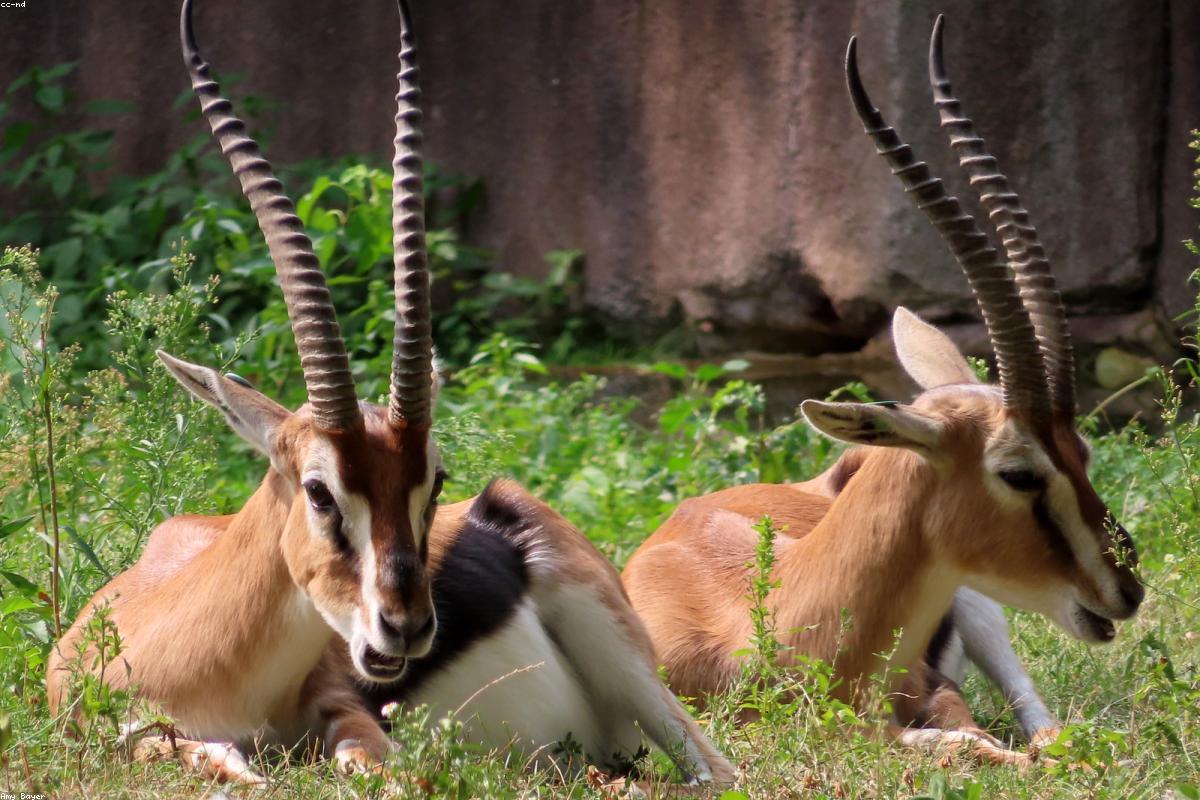 Thomson's gazelle with young