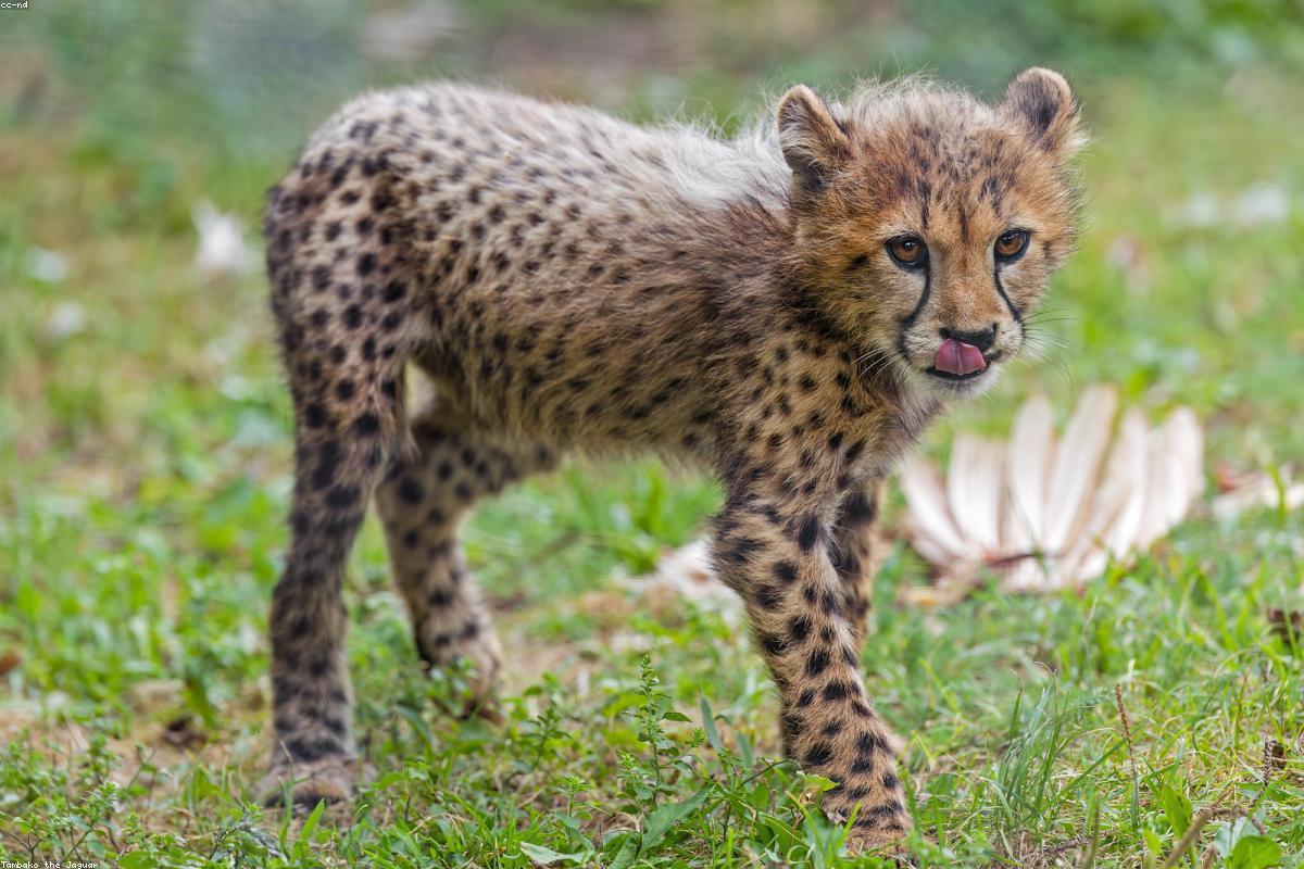 Cheetah standing in grass
