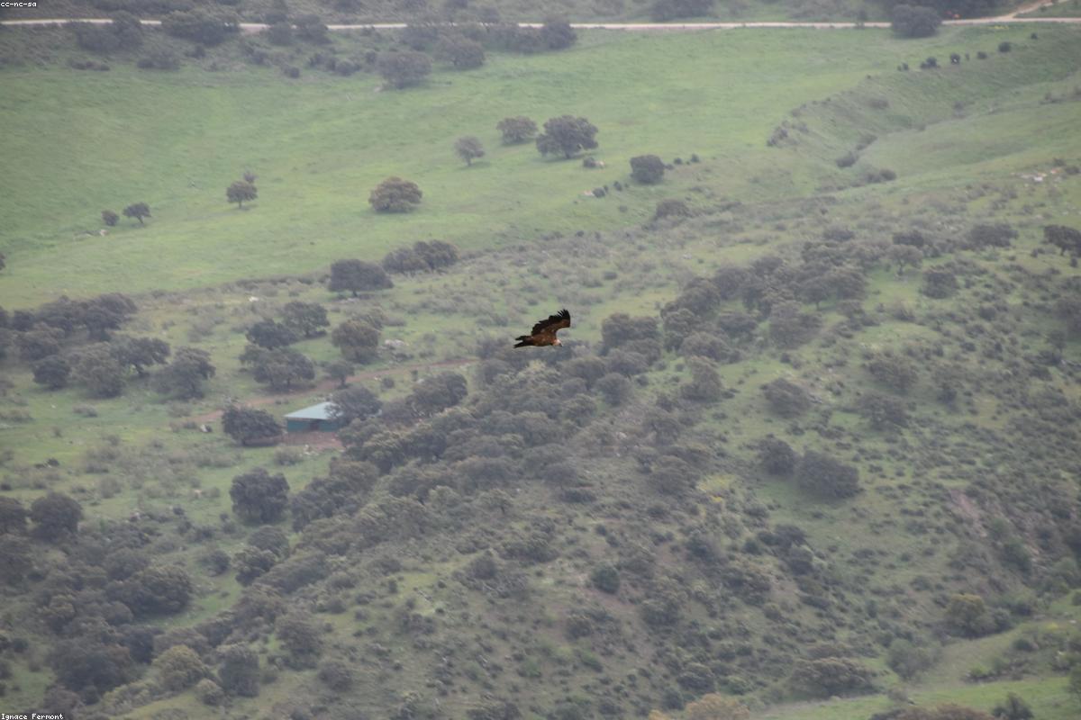 Vultures on a kill