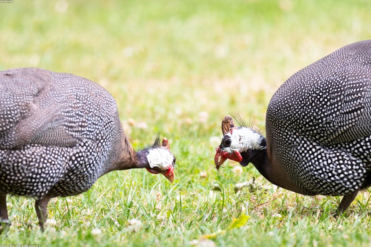Guineafowl pair on road