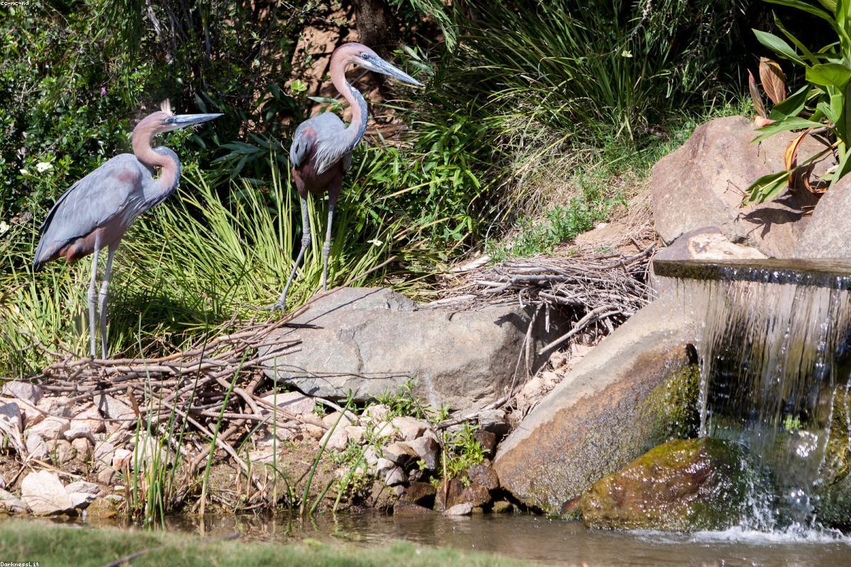 Egyptian vulture on rock