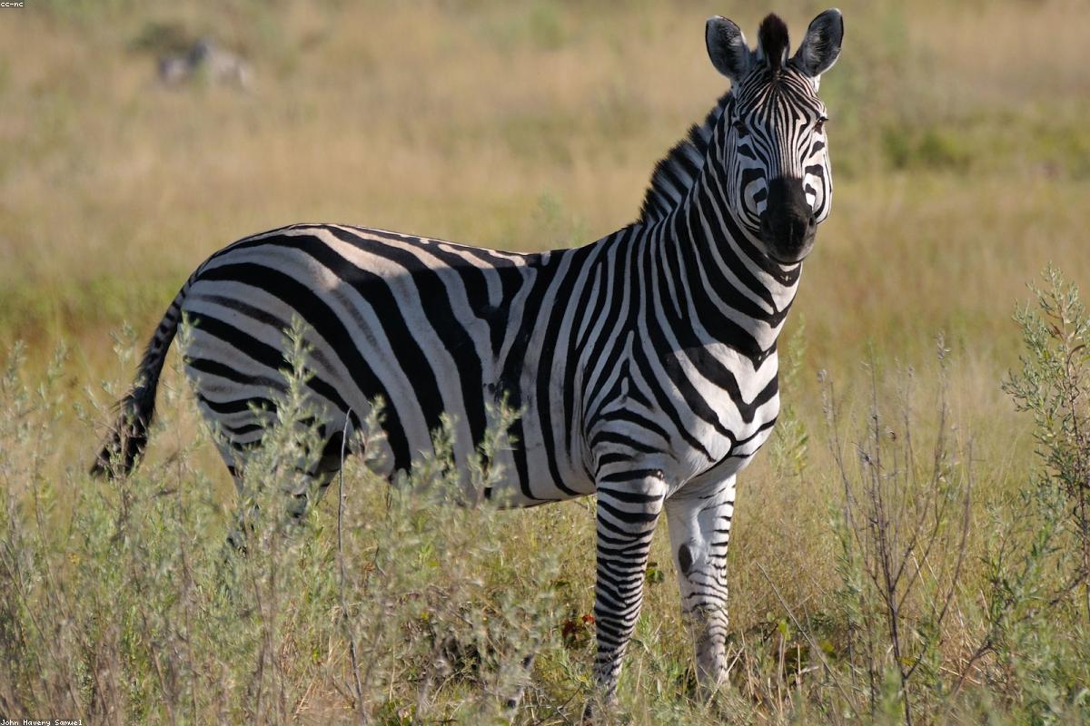 Zebras at water's edge