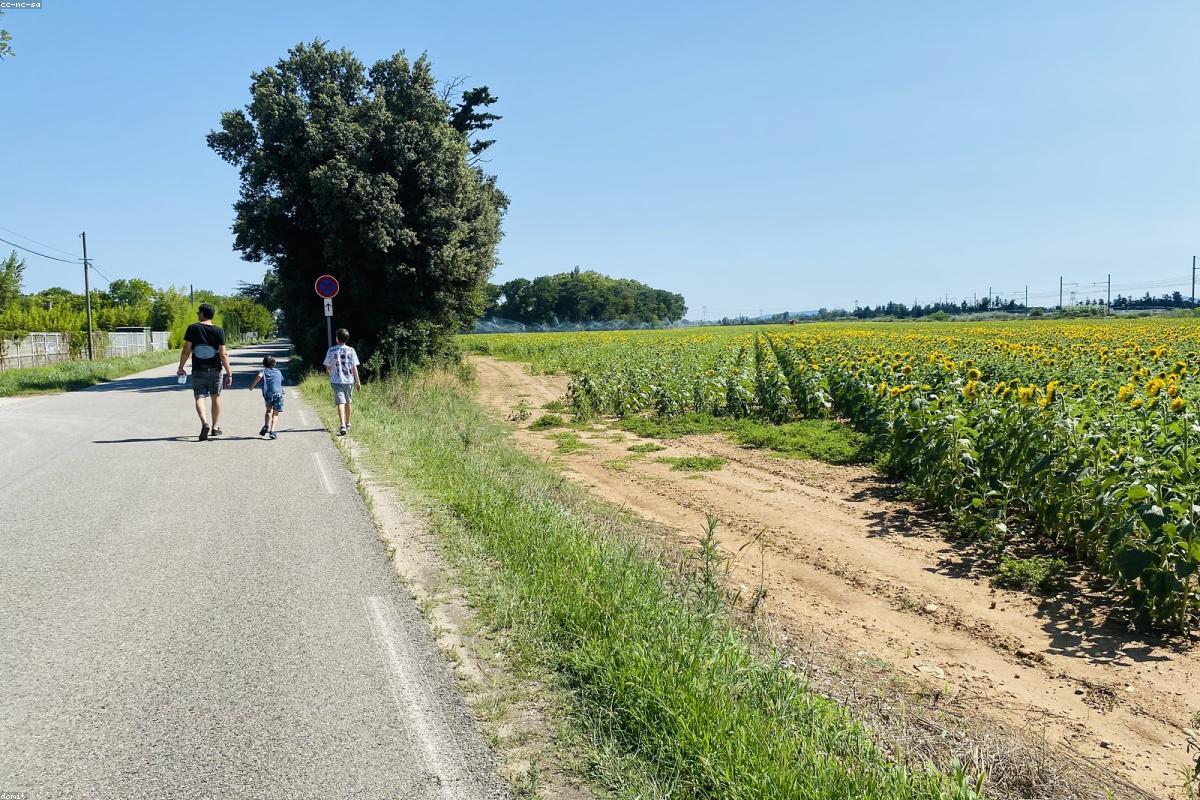 Crocodile in the Mara river