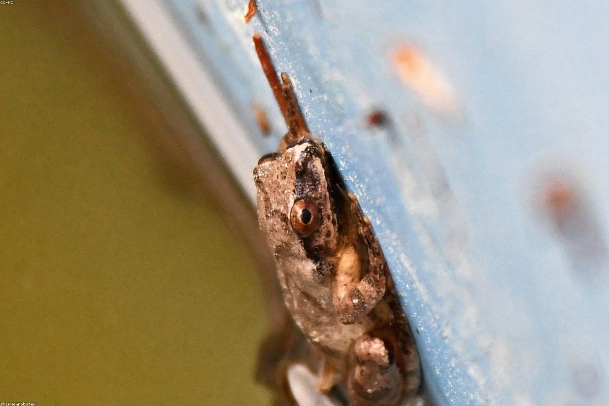Spring Peeper shape in grass
