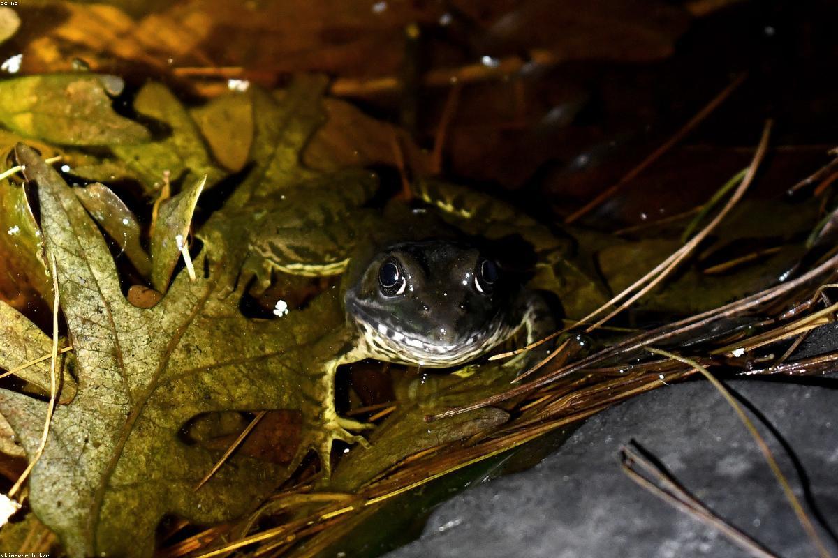 Frog-shaped shadow on wet grass