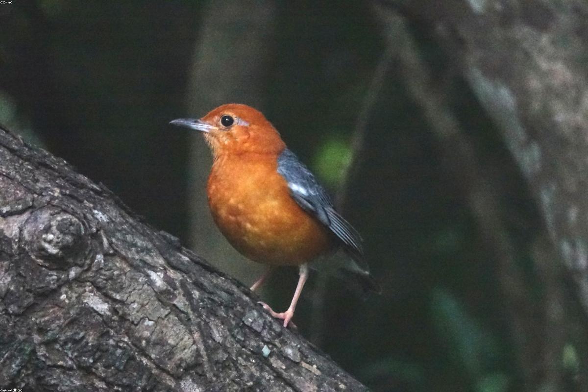 Laughingthrush in dim understory