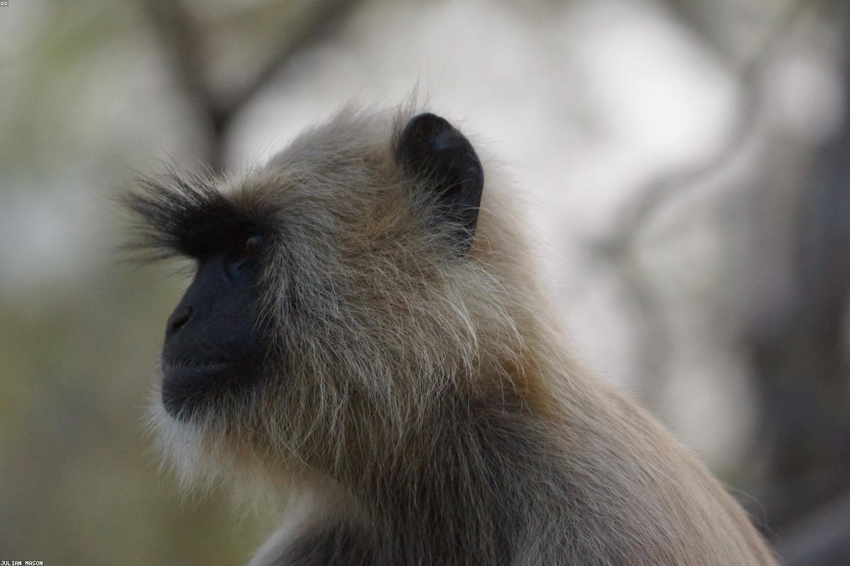 Langur in canopy