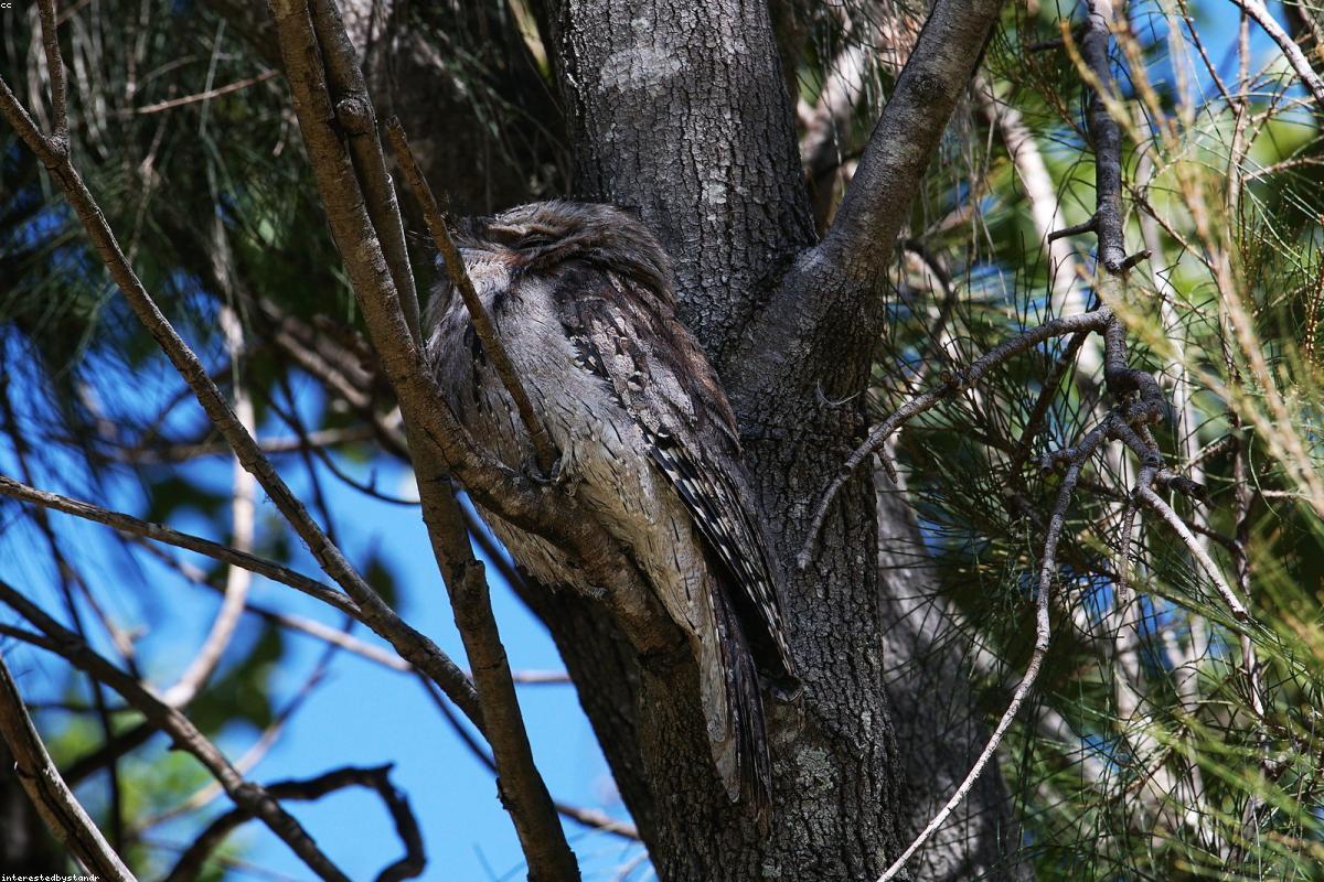 Frogmouth sleeping on branch