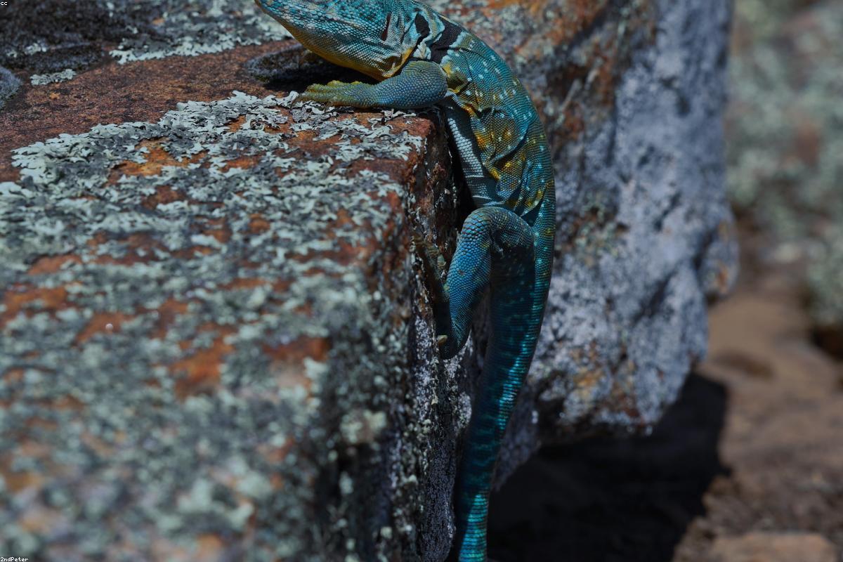 Garden lizard on twig