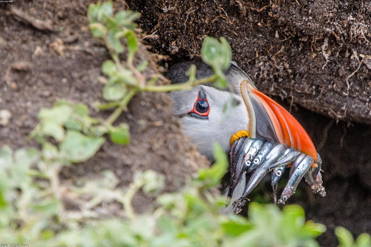 Skellig Michael — puffins and rocks