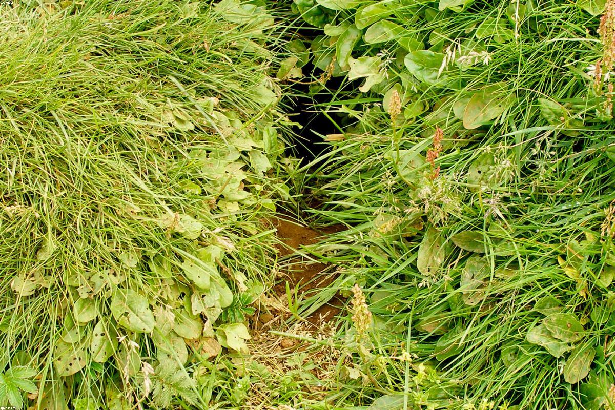 Puffin pair at burrow entrance