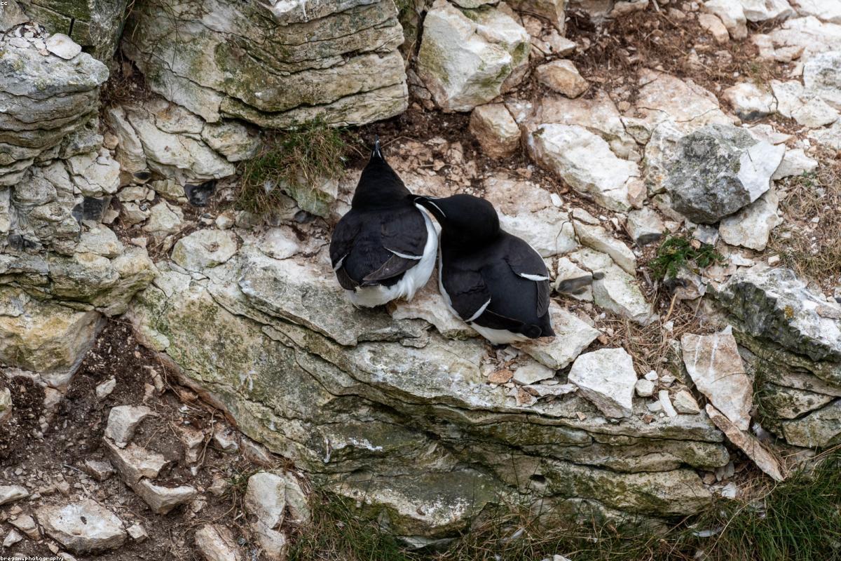 Razorbill close-up