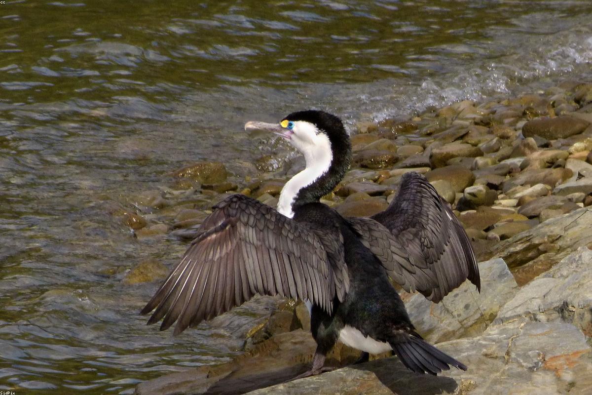 European Shag wing-drying