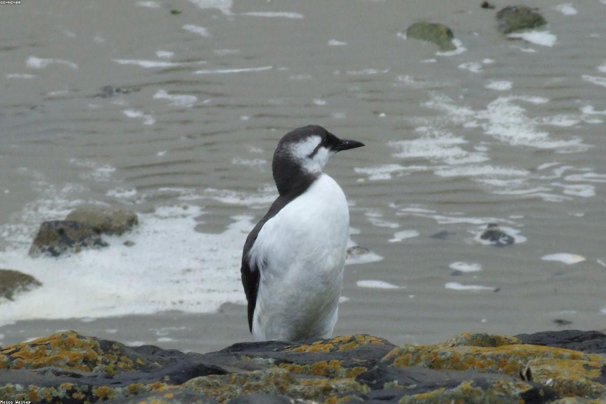 Common Murre on water