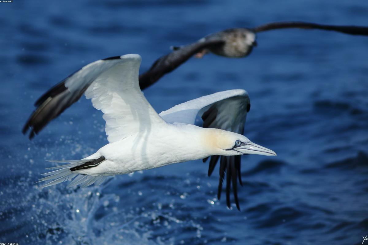 Little Skellig with gannet cloud