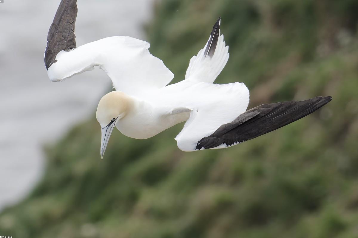 Skomer Island, late shearwater evening