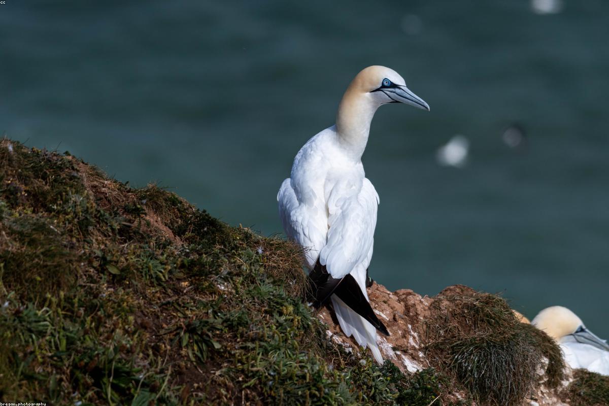 Gannet diving toward the water