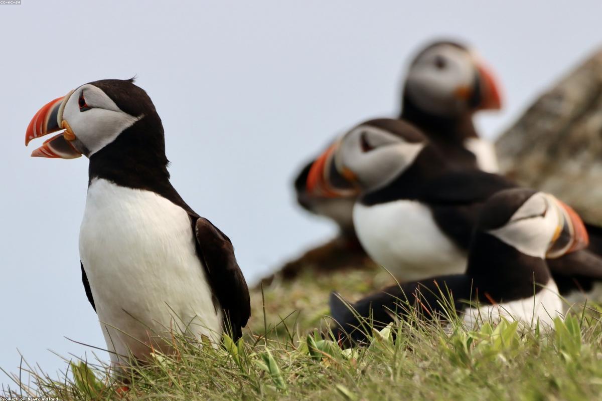 A single late puffin on water