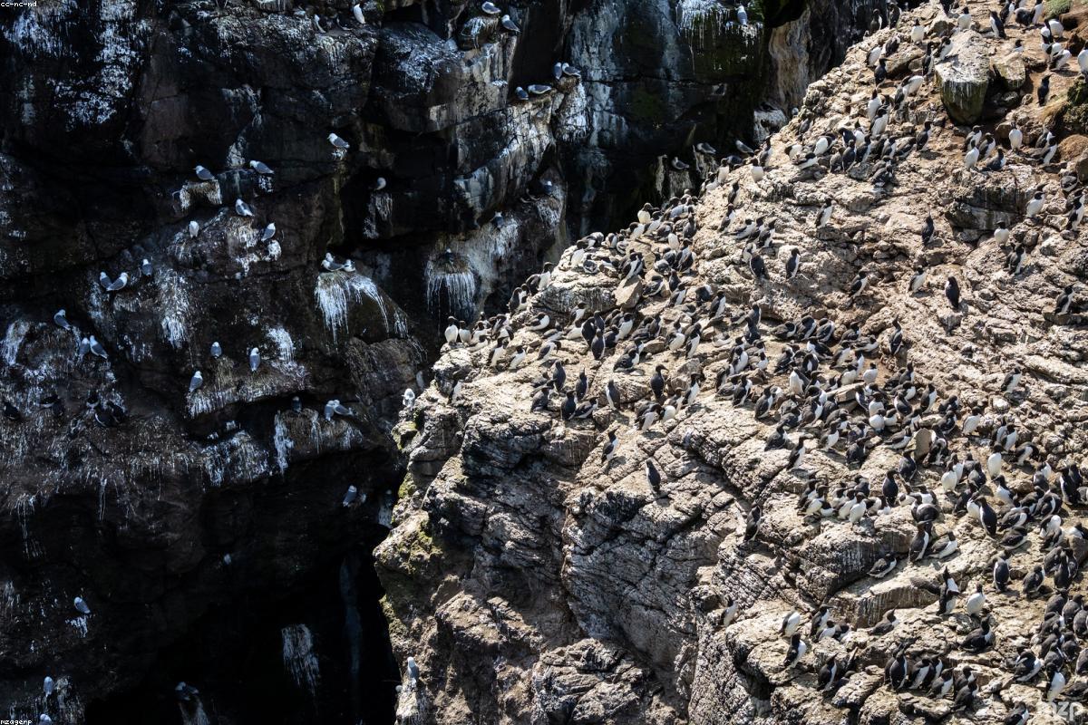 Razorbill on the water below the cliff