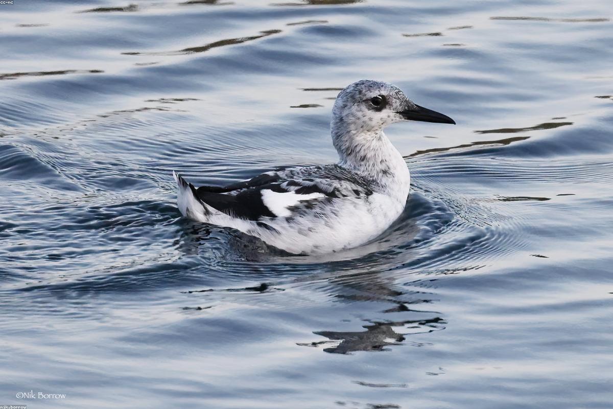 Common guillemot on a ledge