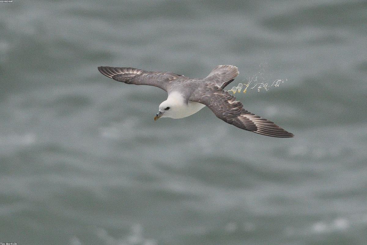 Northern fulmar gliding stiff-winged