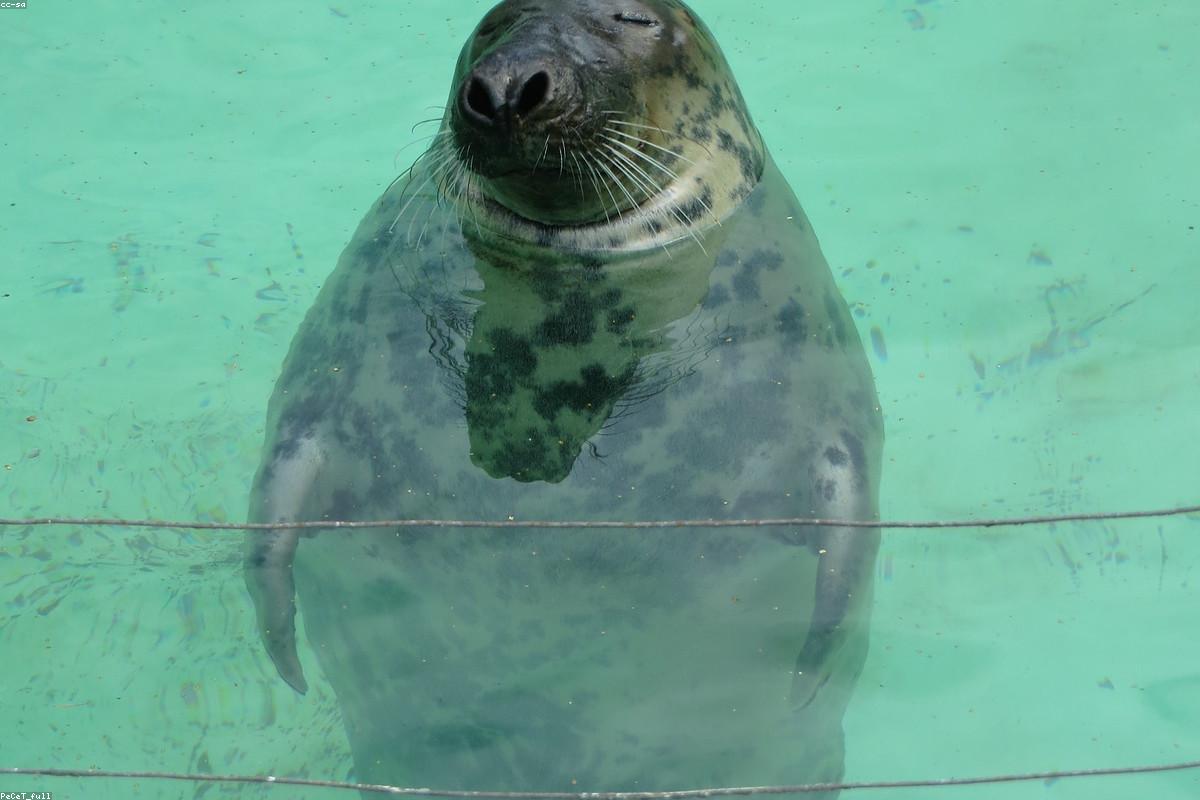 Grey seal surfaced in a cove