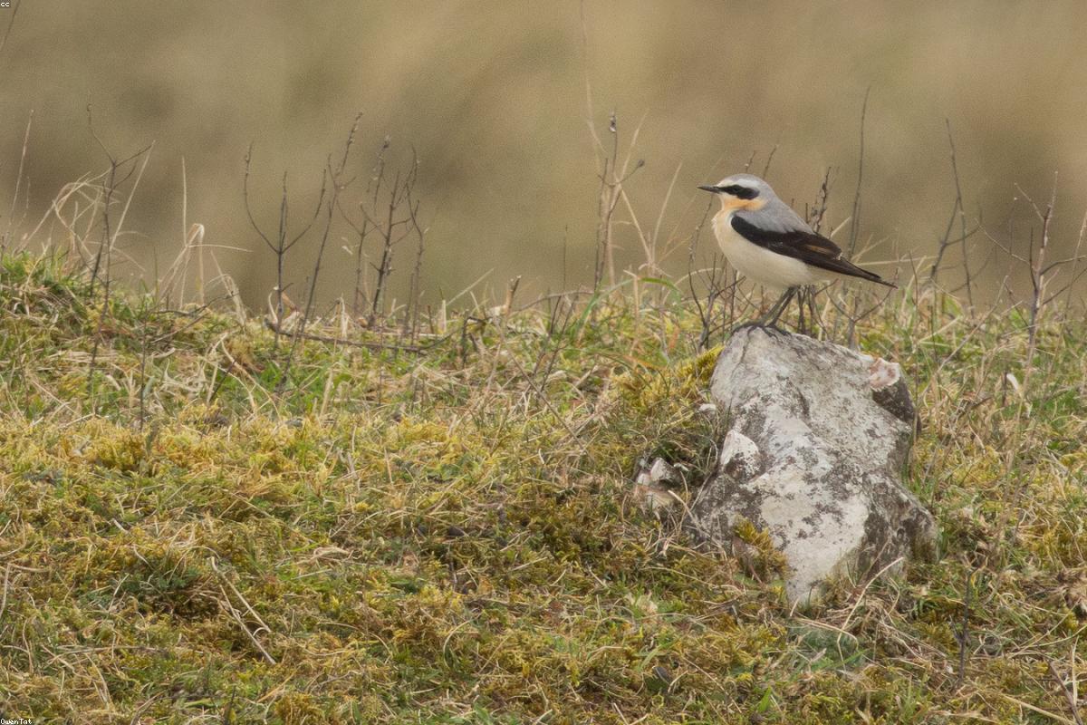 Wheatear on a bracken rock