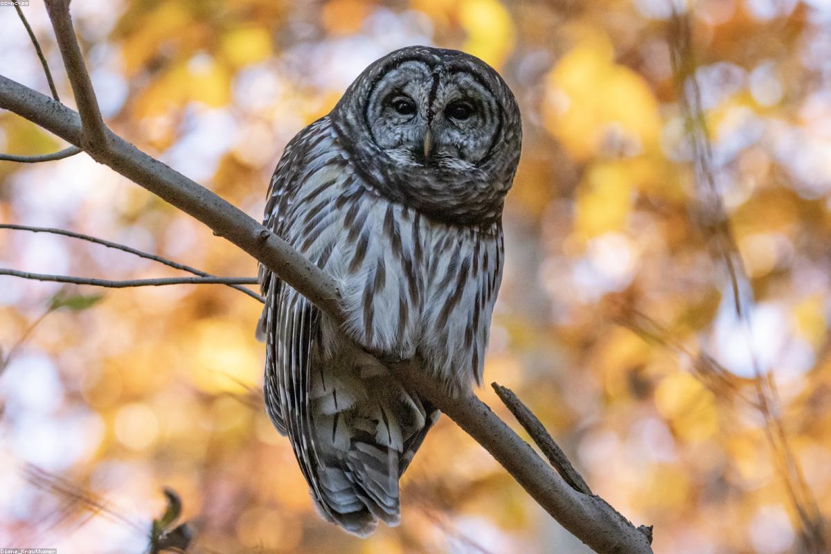 Smokies barred owls