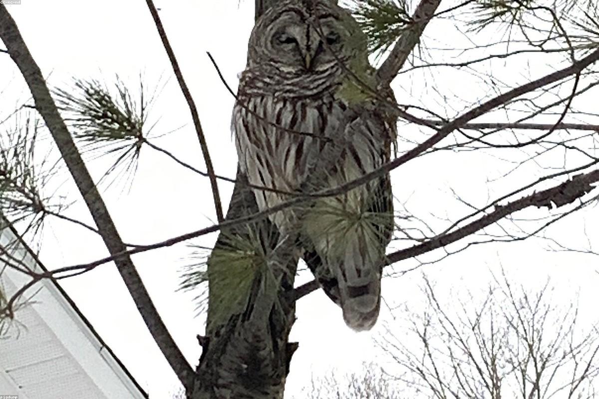 Barred Owl silhouette against twilight