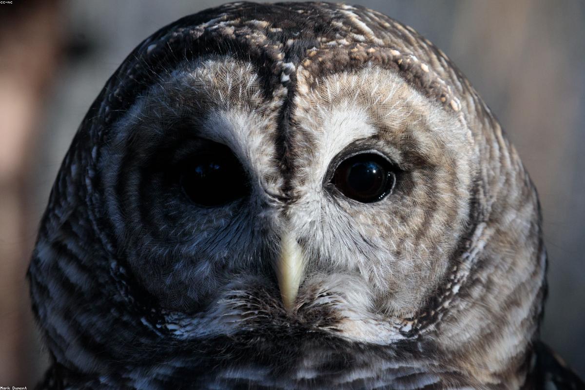 Barred Owl flying between trees (motion blur)