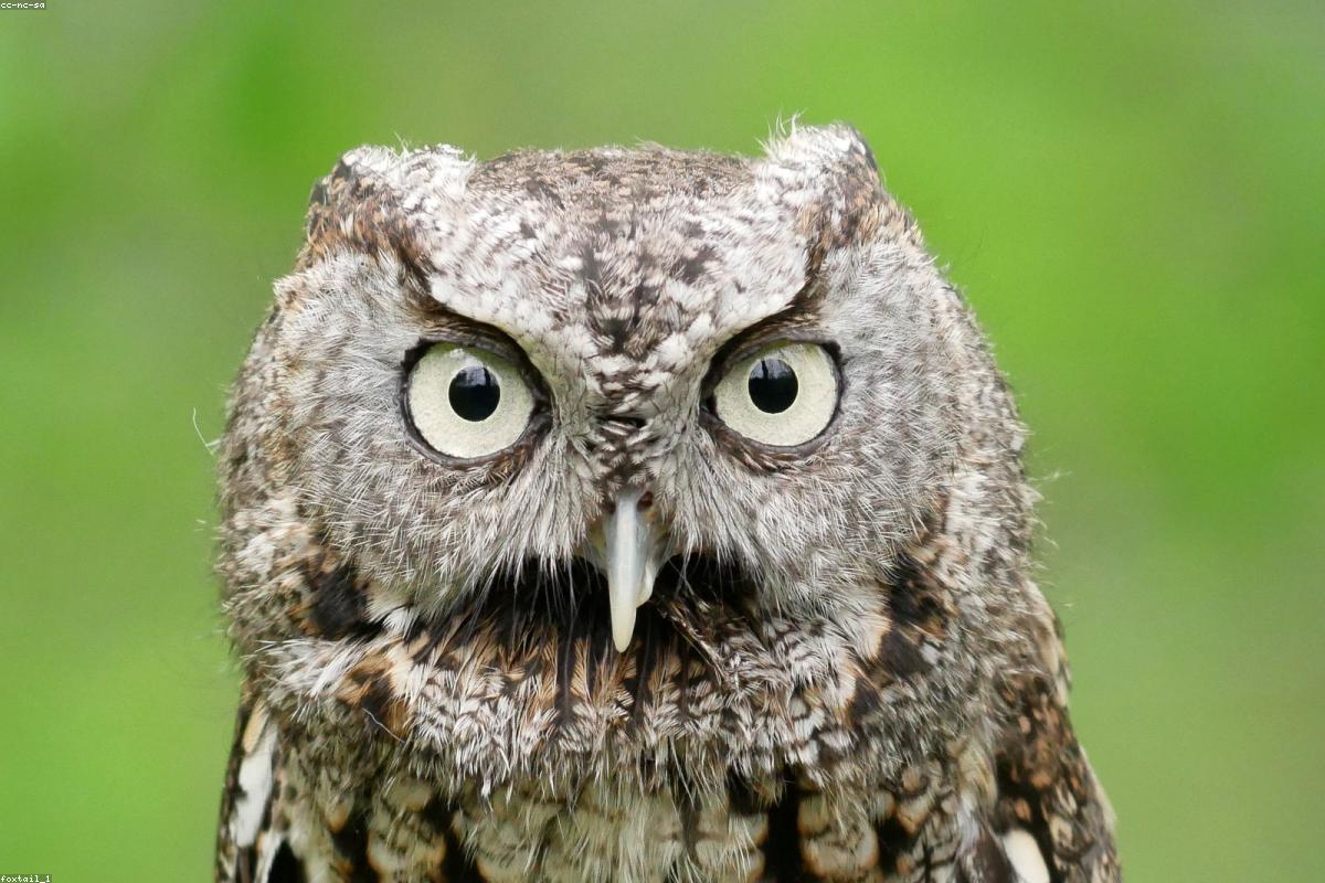 Screech-Owl silhouette far branch