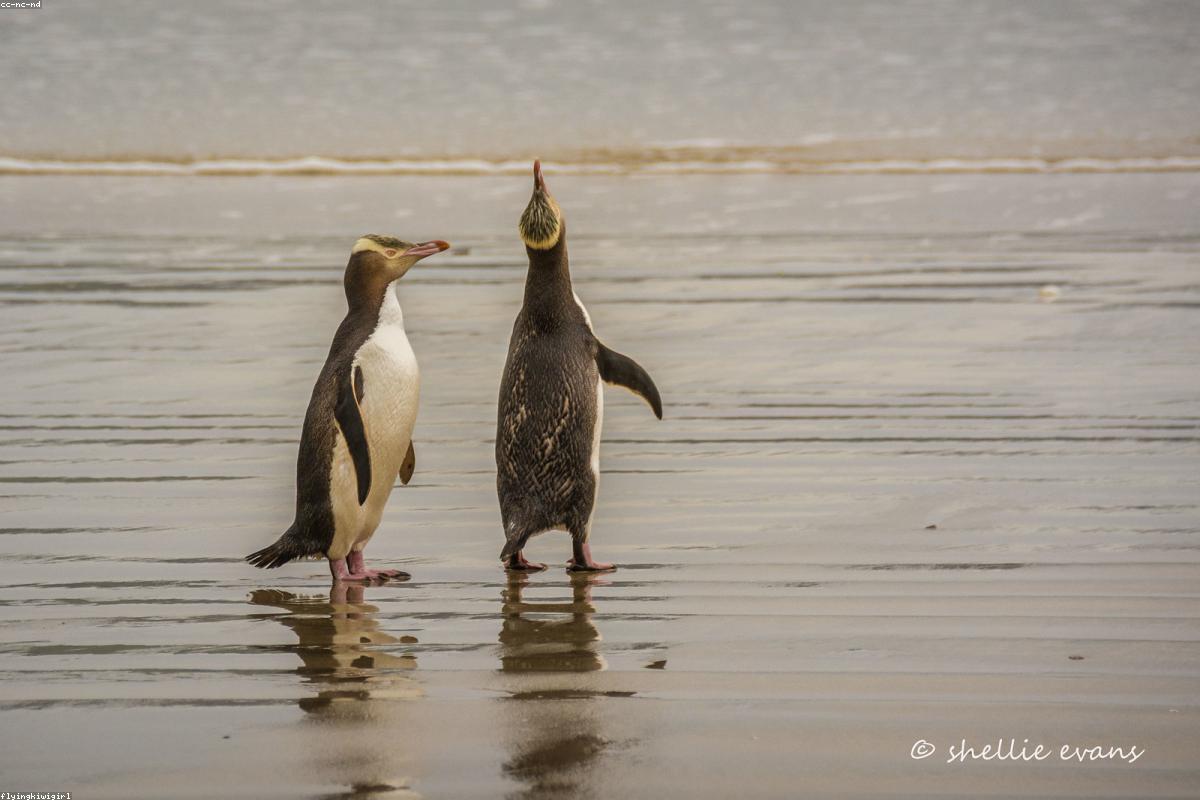 Yellow-eyed Penguin on rocks at dusk